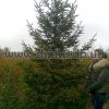 ель обыкновенная